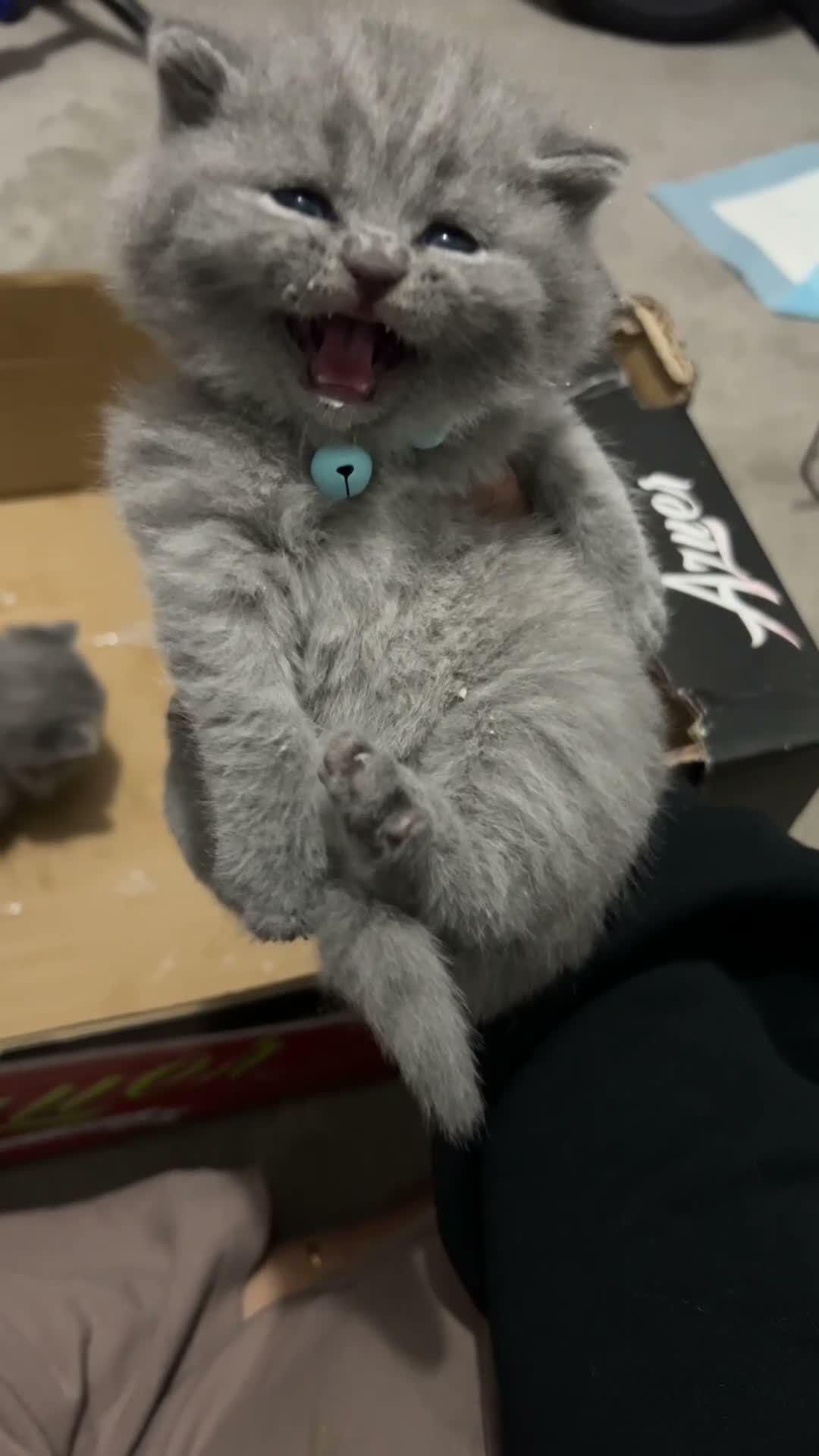 British Shorthair cats for sale: British shorthair kittens - Video 1