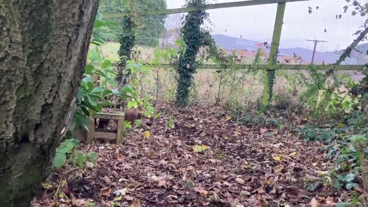 Lurcher dogs for adoption: MAX, little lurcher in rescue in Halifax - Video 1