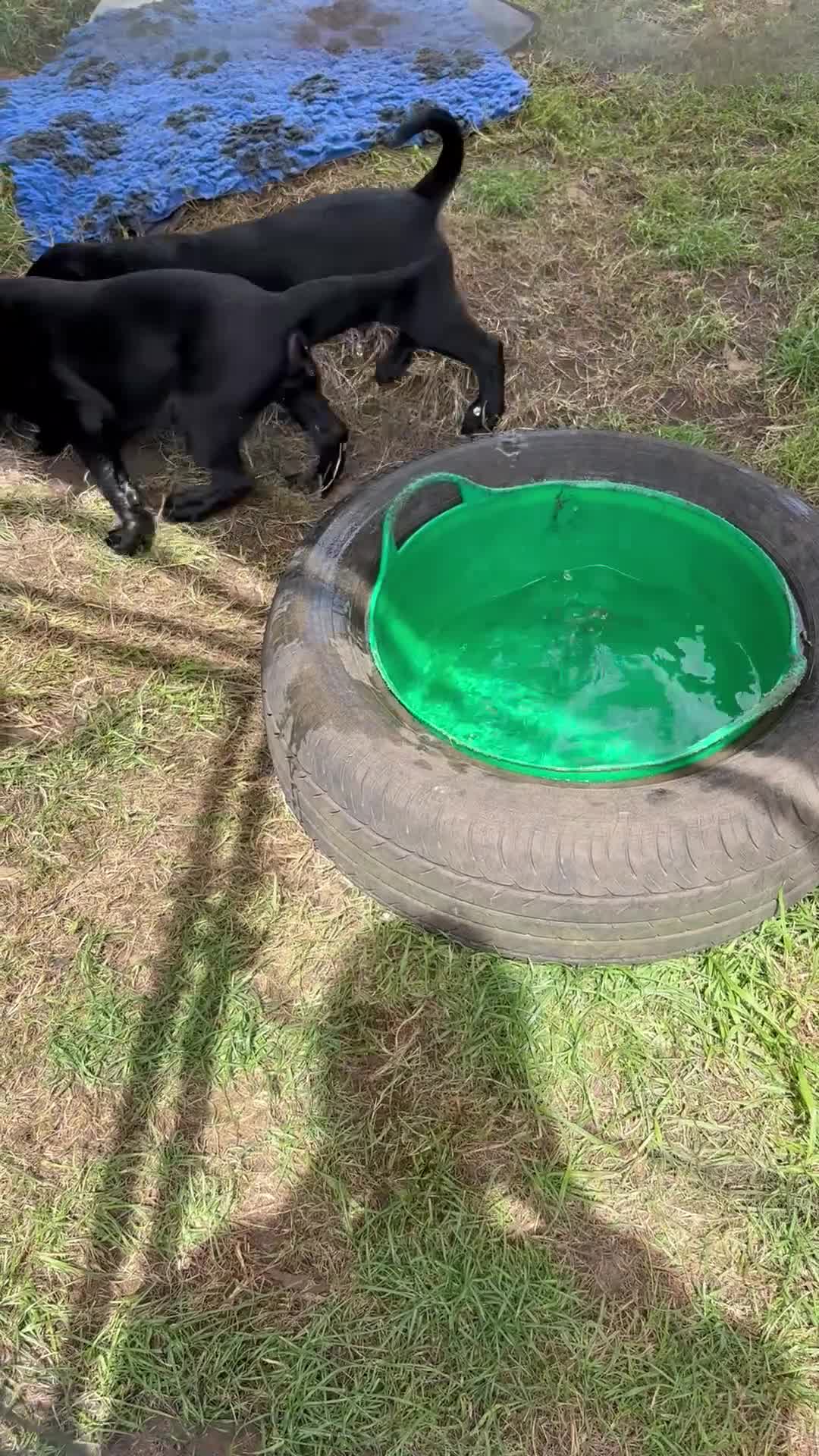Labrador Retriever dogs for sale: Black Labrador dog  - Video 2