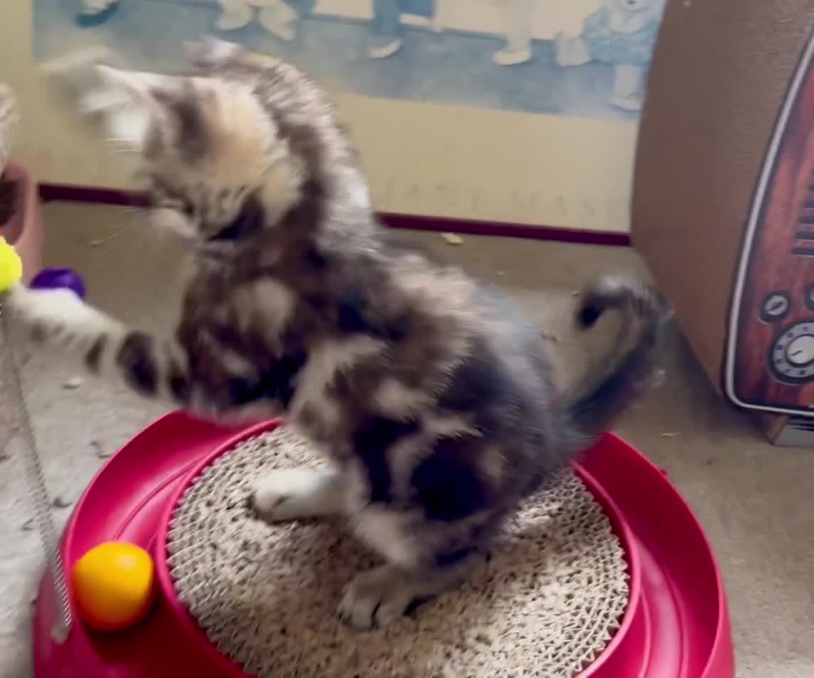 Mixed Breed cats for sale: Adorable bengal & tabby mix kittens - Video 1