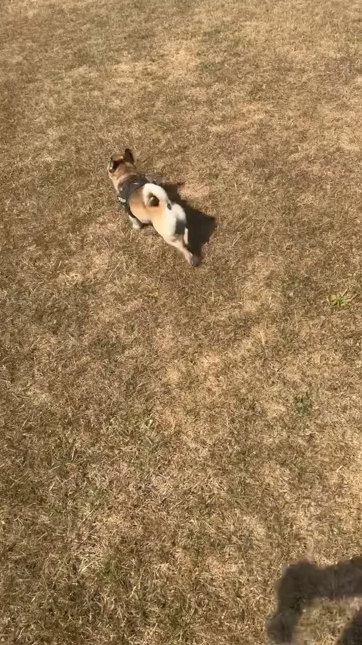 Chug dogs for sale: Looking for a forever home  in London - Video 1