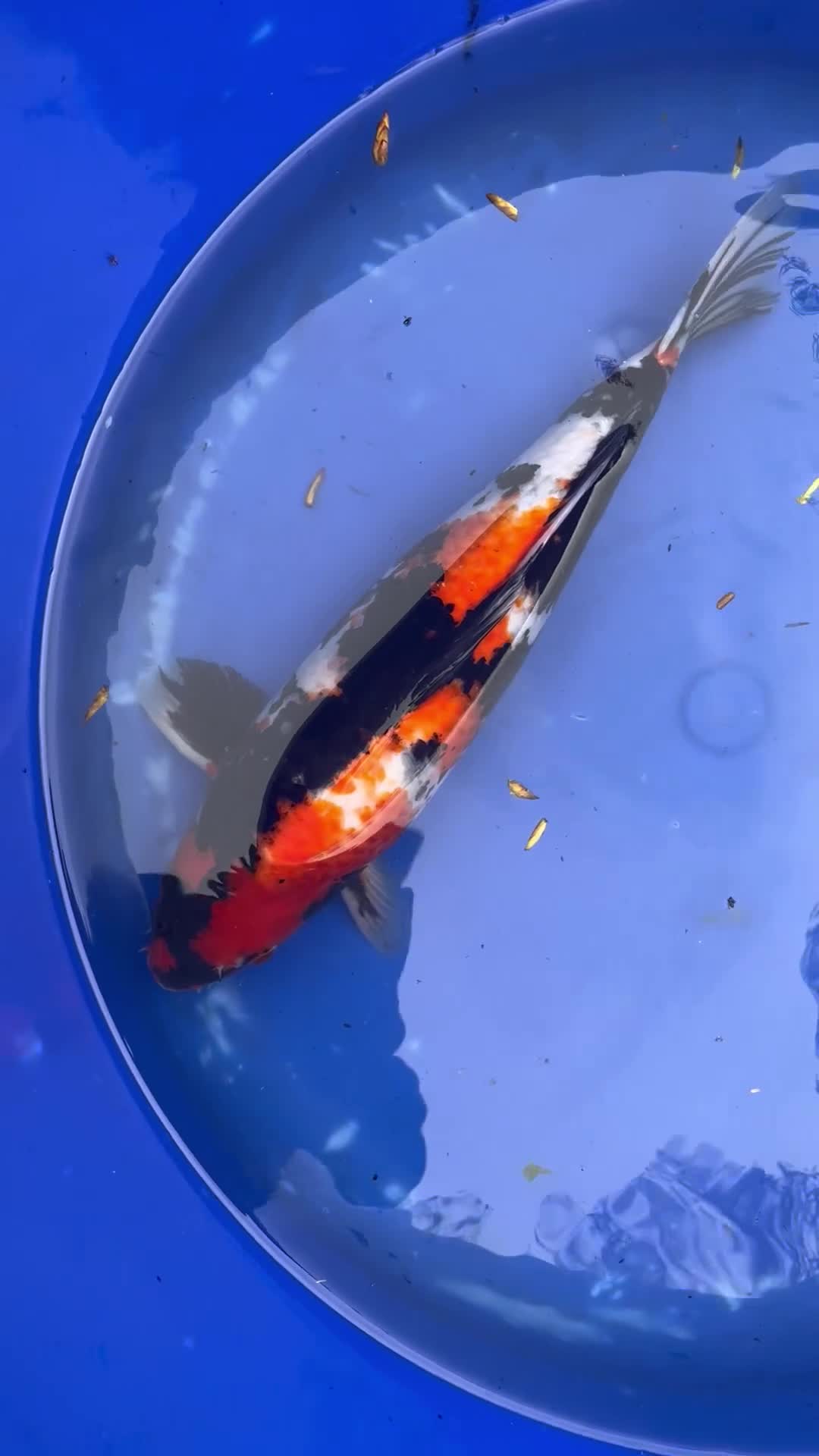 Pond Fish fish for sale: Koi for sale in Stockport - Video 1