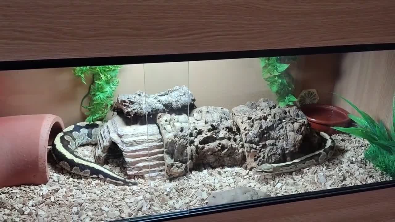 Python Snake reptiles for sale: Royal Python with full Viv set up - Video 1