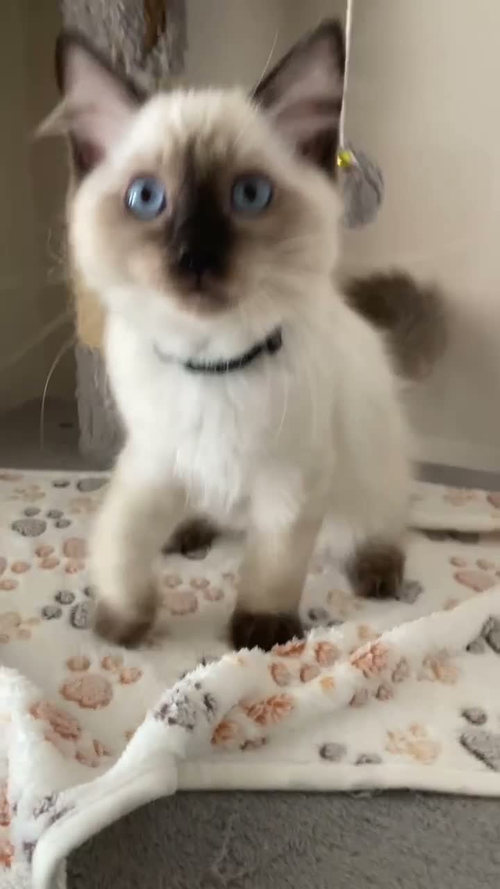 Ragdoll cats for sale: GCCF Ragdoll kittens - Video 2