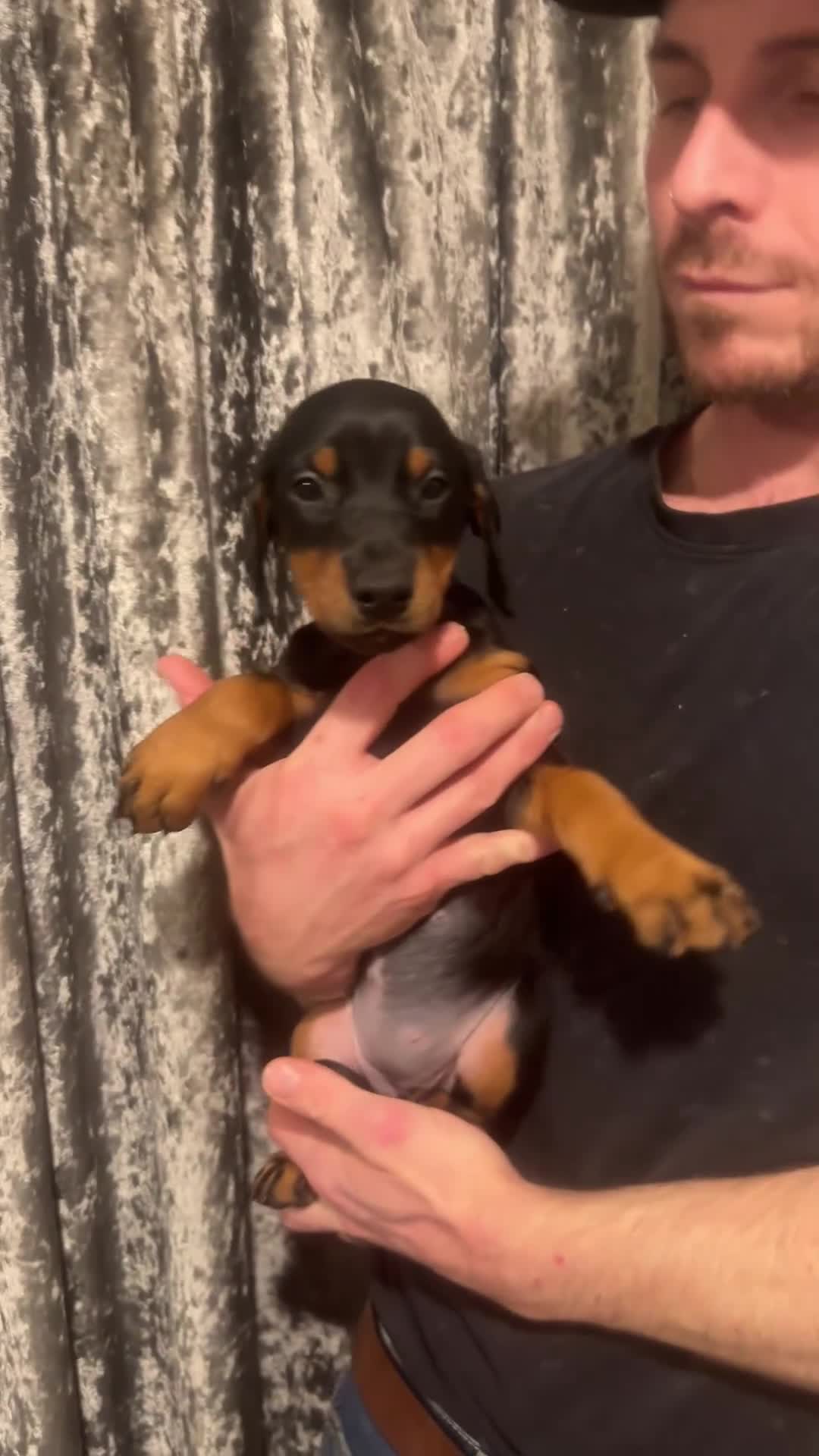 Dobermann dogs for sale: Ready now Black and Tan girls / health tested  - Video 1