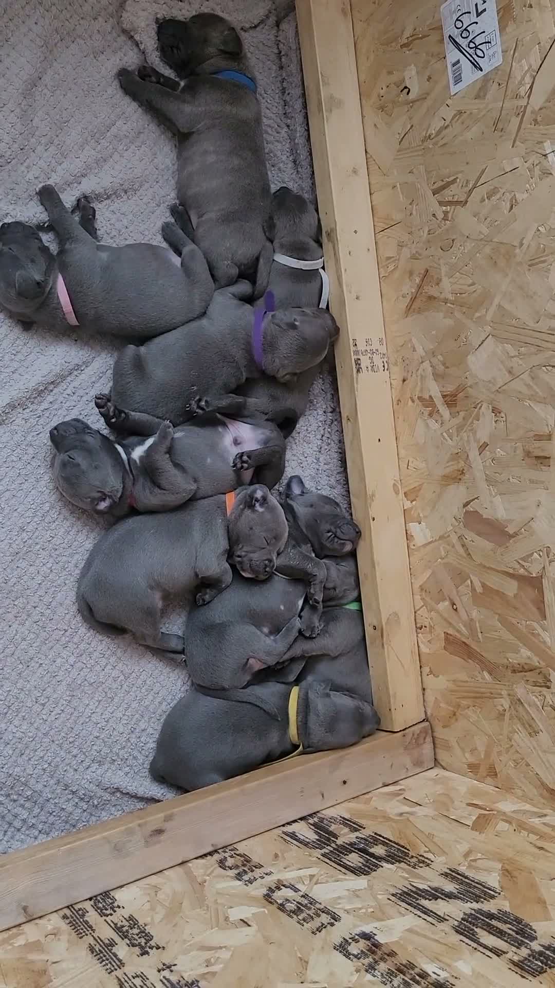 Staffordshire Bull Terrier dogs for sale: I have a beautiful Staffy puppy left.  - Video 1