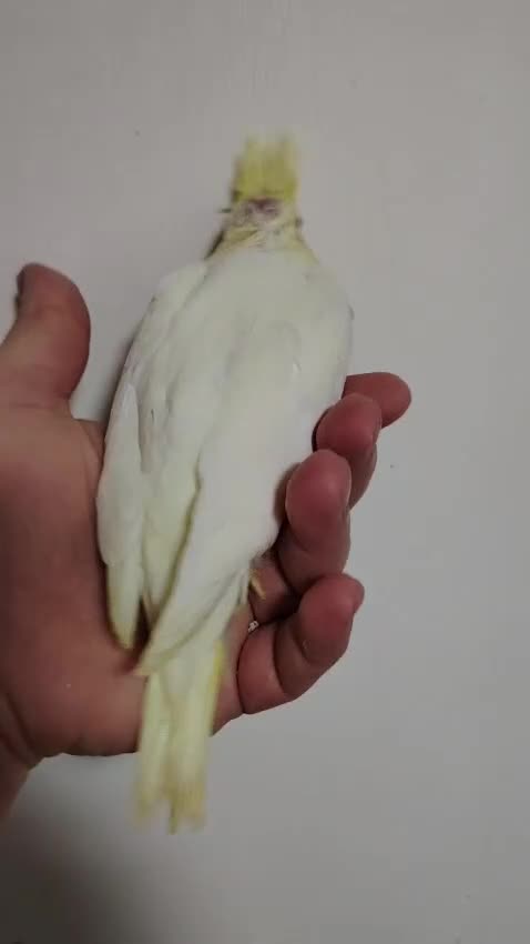 Cockatiels birds for sale: Hand reared and tame baby cockatiels - Video 1