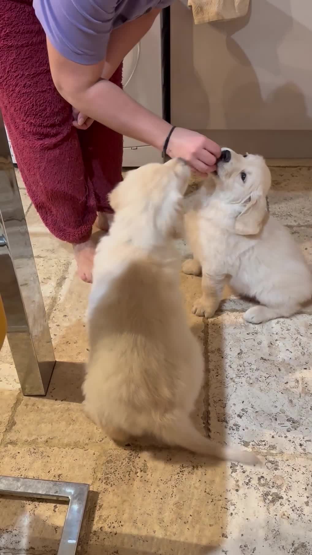 Golden Retriever dogs for sale: Golden retrievers, ready to leave now!!! - Video 1