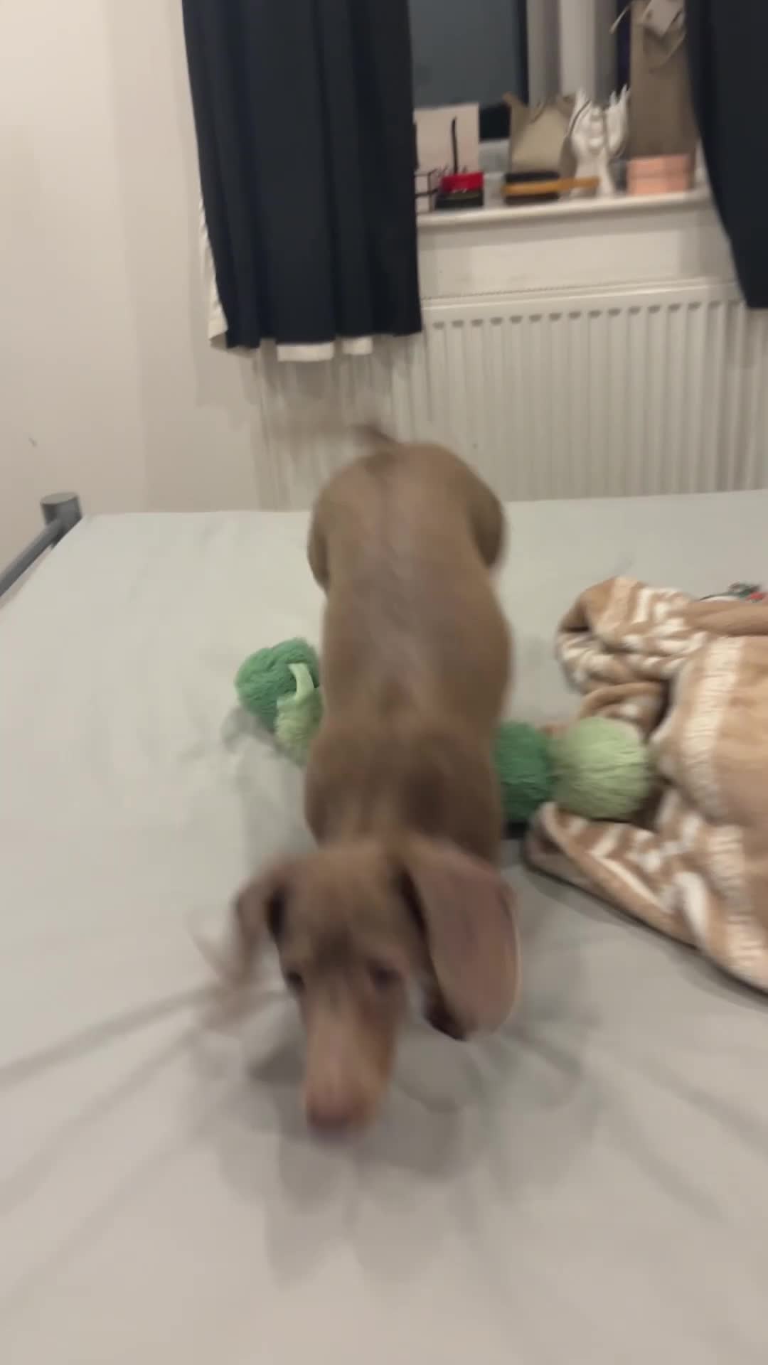 Miniature Dachshund dogs for sale: Long haired mini dachshund looking for forever hom - Video 1