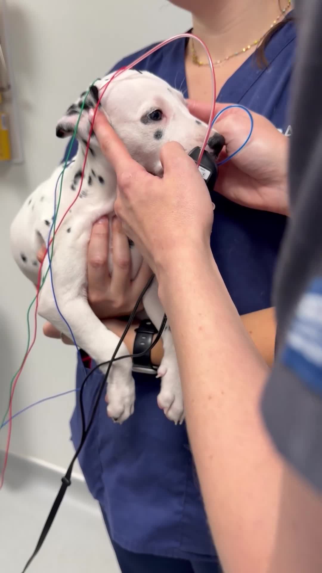 Dalmatian dogs for sale: RKG Dalmatian pups ready this weekend  - Video 1