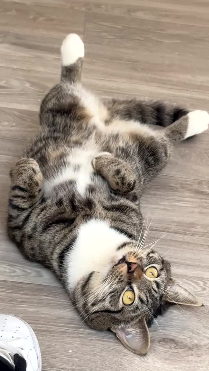 Mixed Breed cats for sale: Snowy and pip🩵💕 - Video 2