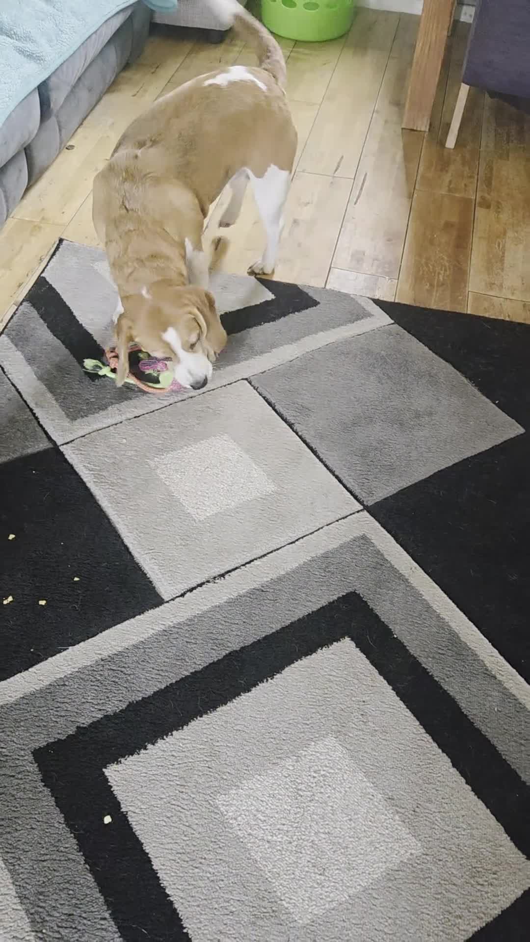 Beagle dogs for sale: Luna the beagle  in Stafford - Video 1