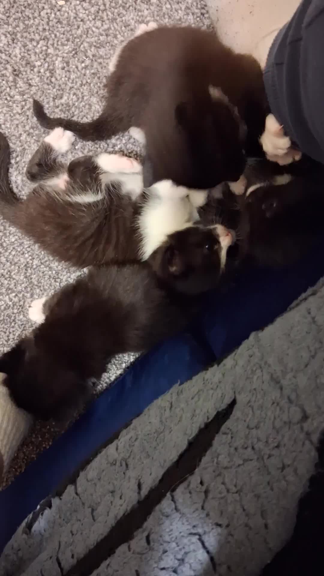 Mixed Breed cats for sale: 4 beautiful kittens  - Video 2