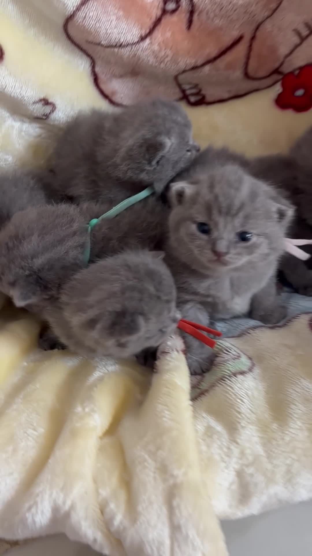 British Shorthair cats for sale: 😍 Beautiful bsh pedigree kittens 😍 - Video 1