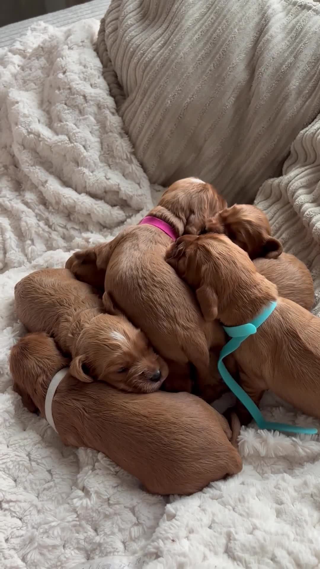 Cockalier dogs for sale: Cockalier puppies for sale  - Video 1