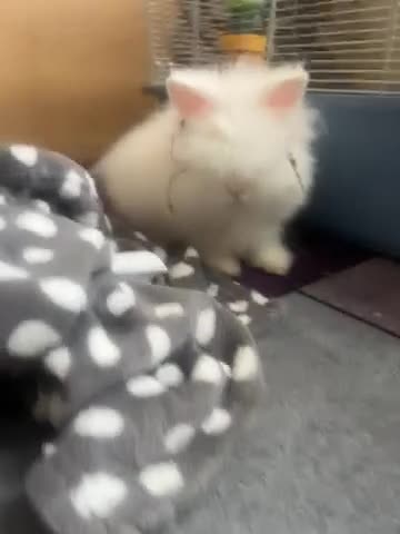 Lionhead rabbits for sale: Bambi baby lion mane head  in Kendal - Video 1