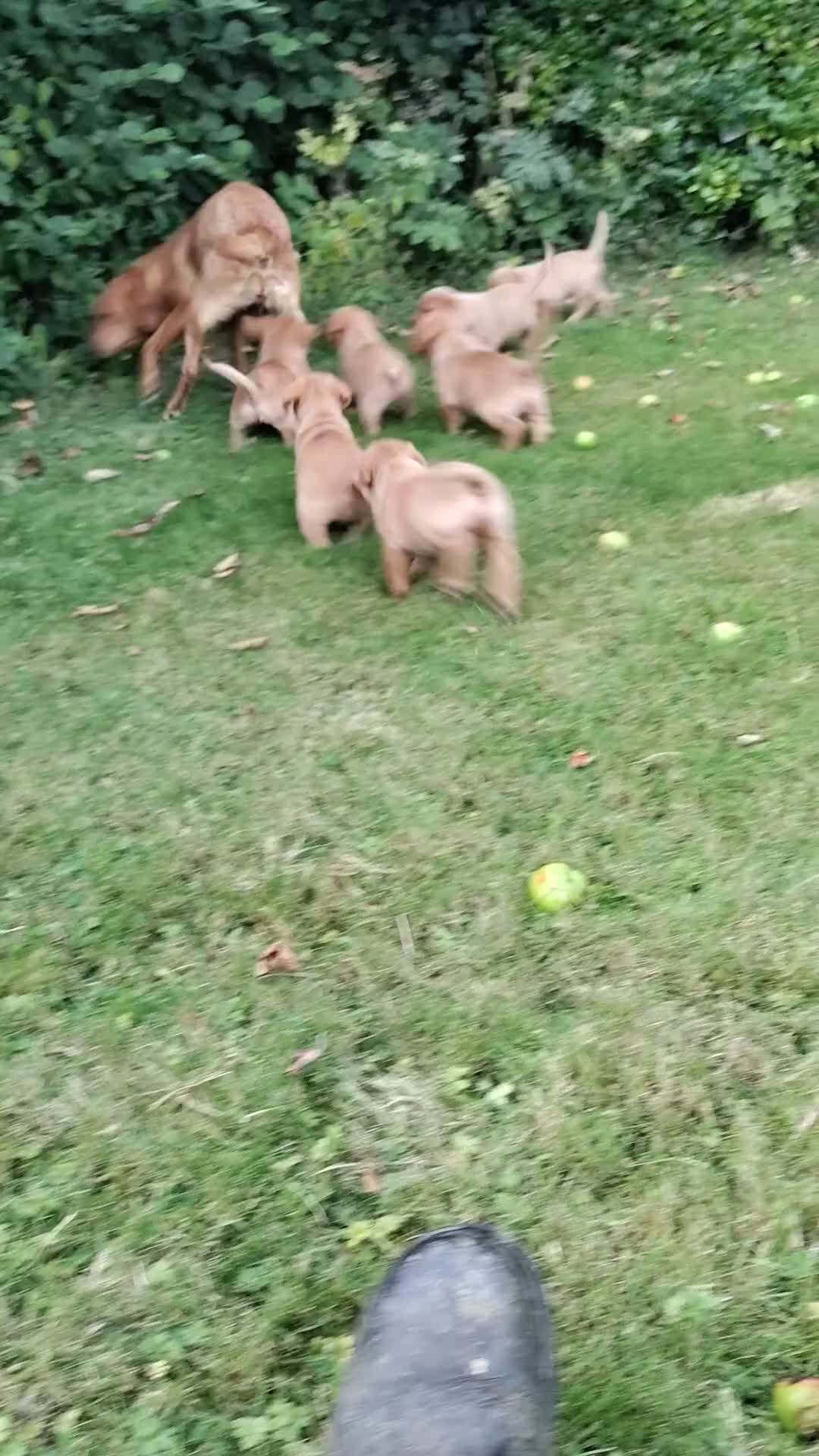 Labrador Retriever dogs for sale: Labrador pups for sale ready now!! - Video 1