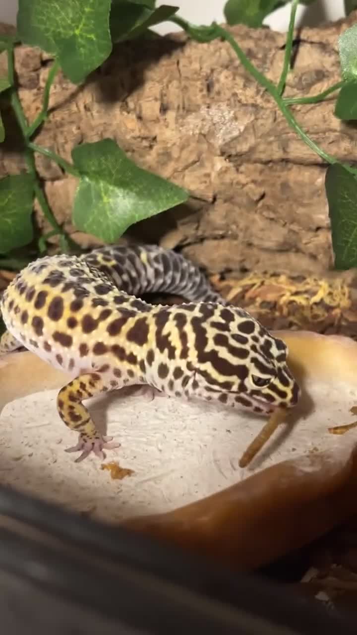 Leopard Gecko reptiles for sale: Female Leopard Gecko - Video 1