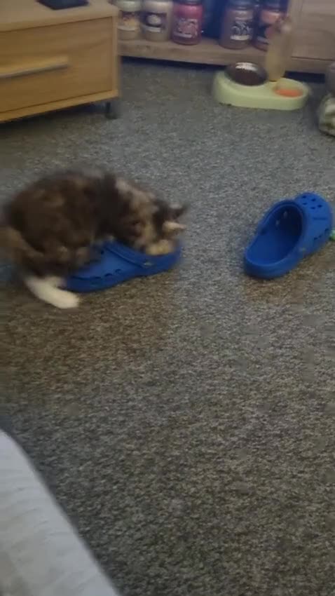 Maine Coon cats for sale: 2 FEMALE MAINECOON KITTENS  - Video 1