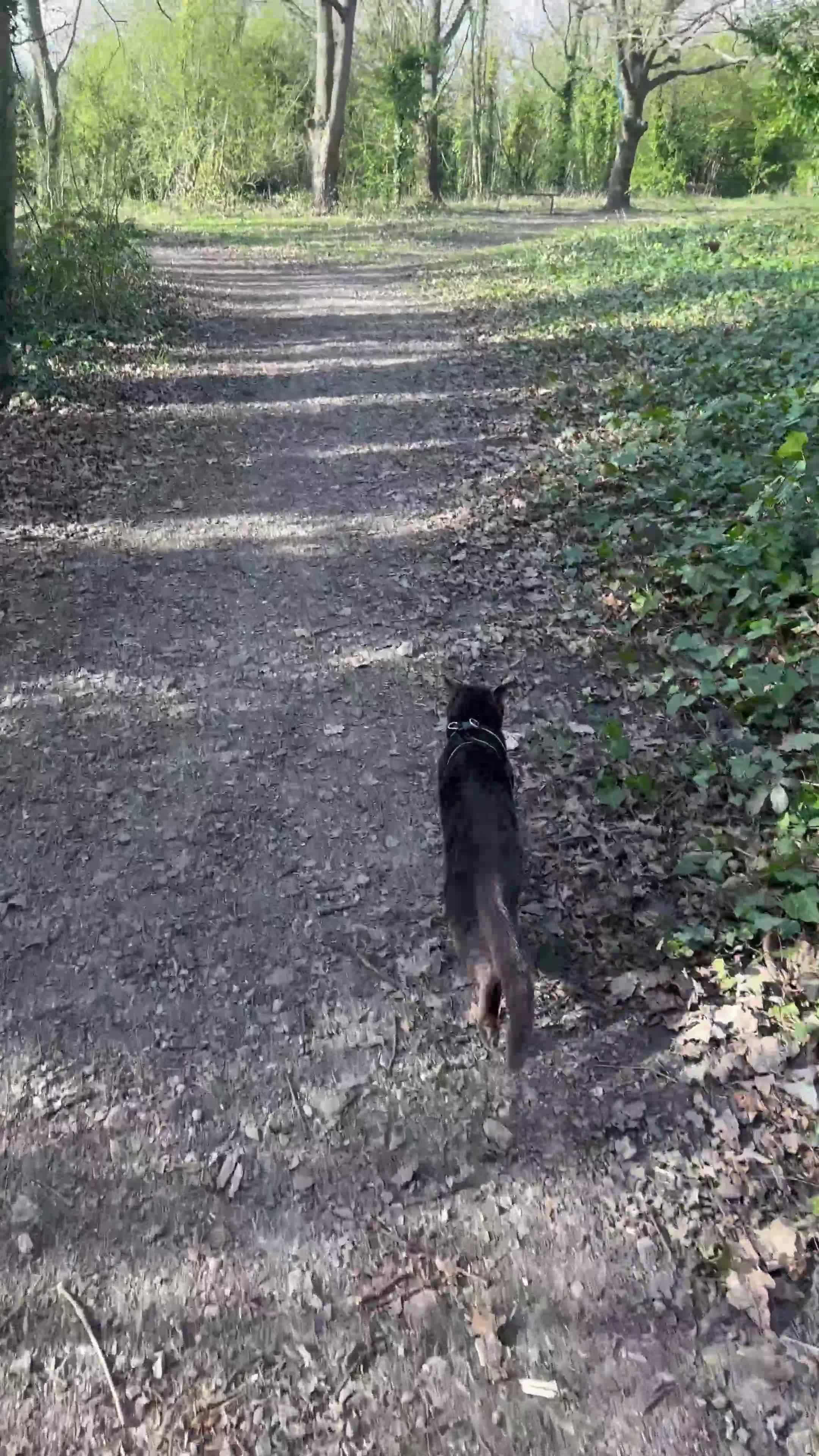 Chartreux cats for stud: Handsome BSH mix for Stud  in London - Video 1