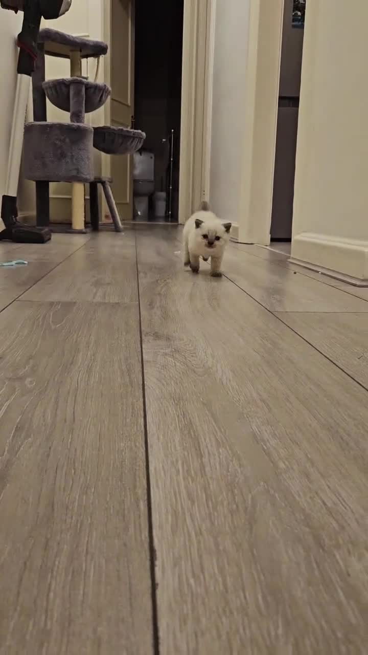 Scottish Fold cats for sale: 🐱British Shorthair x Scottish Fold Kittens🐱 - Video 1