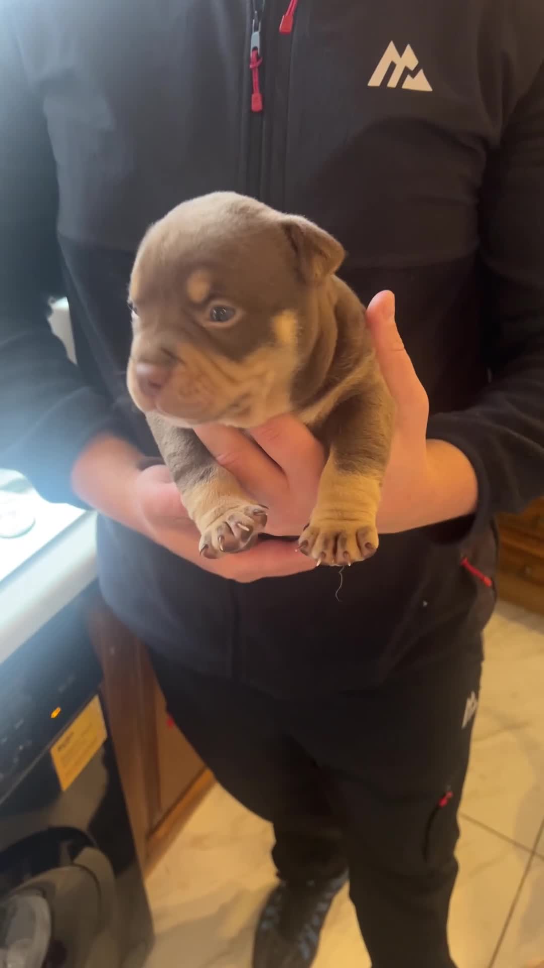 American Bully dogs for sale: New vids litter available in 5 weeks read ad  - Video 1