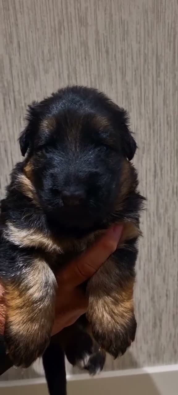 German Shepherd dogs for sale: Exceptional quality Female Long coat puppy  - Video 1