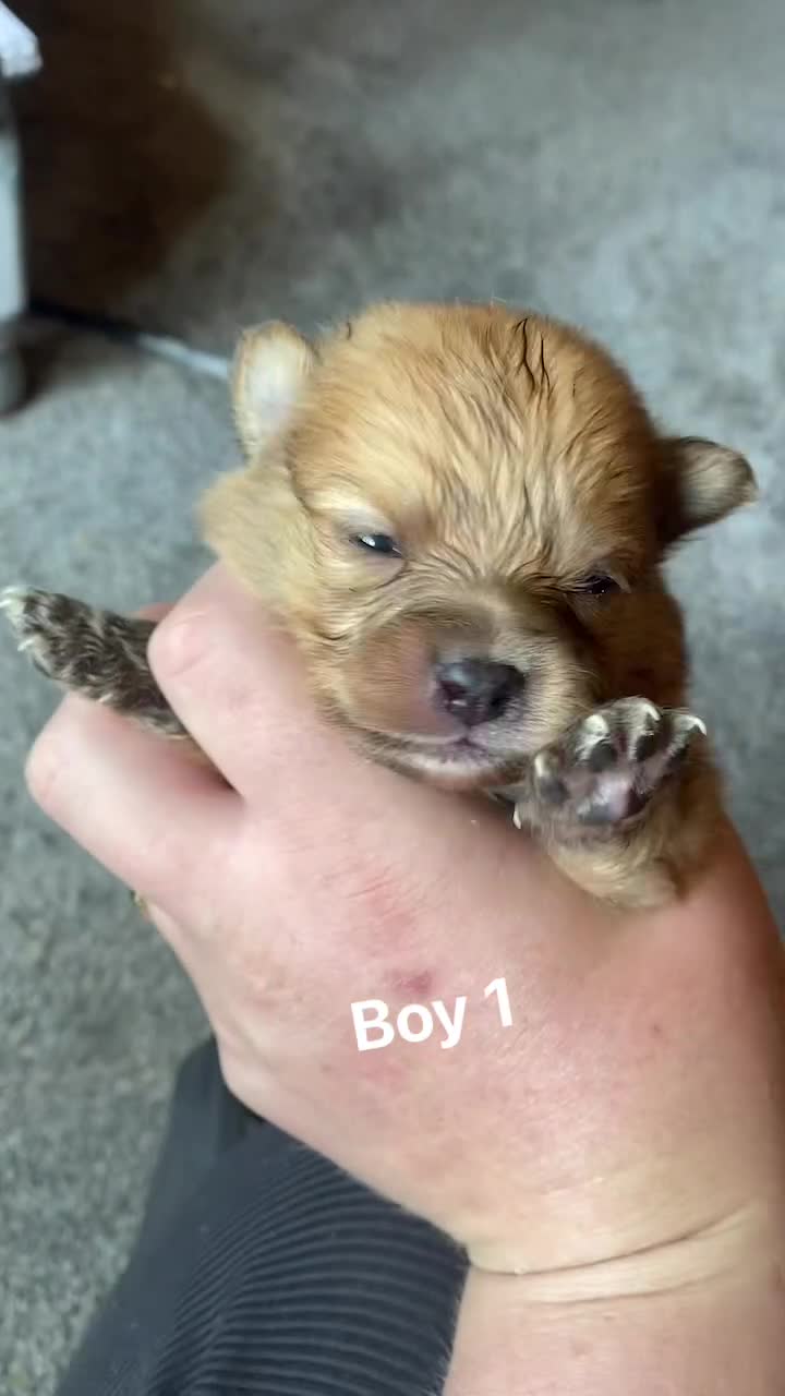 Pomeranian dogs for sale: Pomeranian pups available  - Video 4