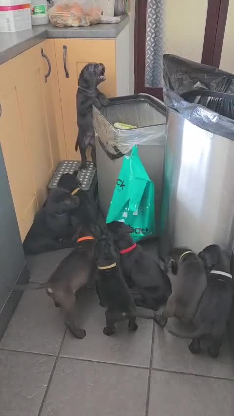 Mixed Breed dogs for sale: Dogue de bordeux x lab - Video 1