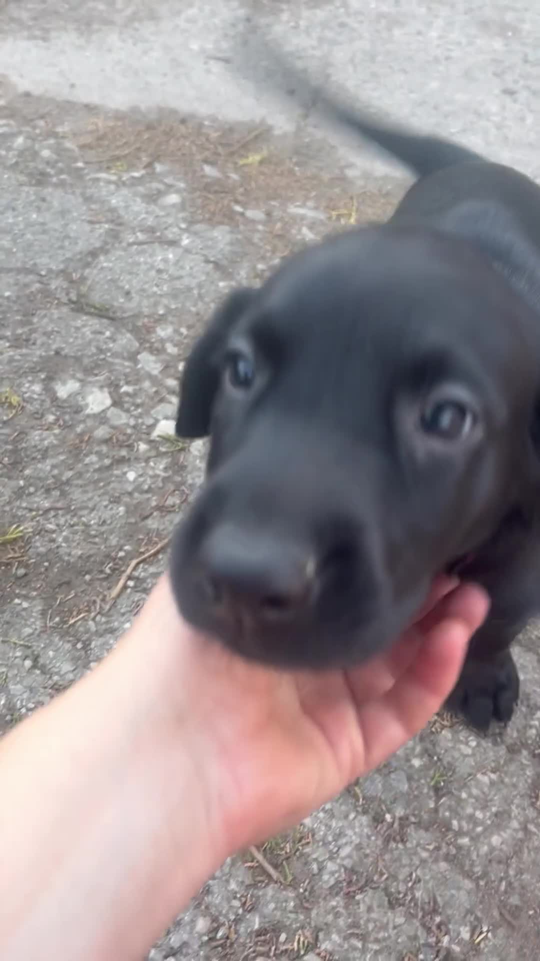 Springador dogs for sale: Springador puppies - Video 2