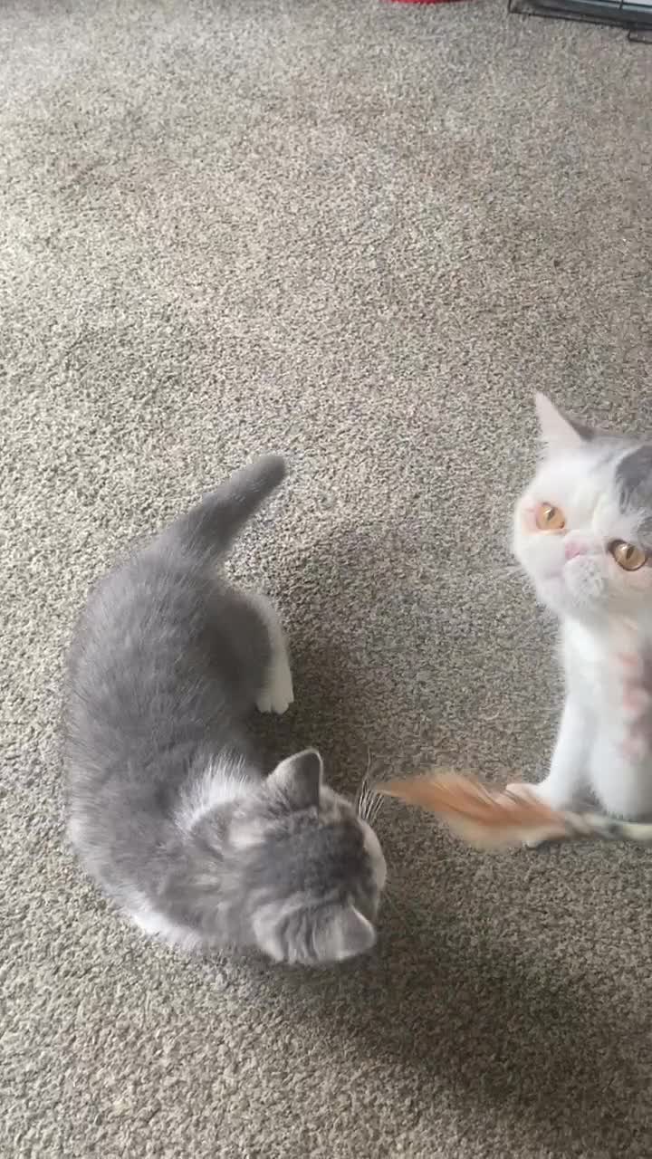 Exotic cats for sale: White & Grey Male Kitten Exotic Shorthair - Video 1