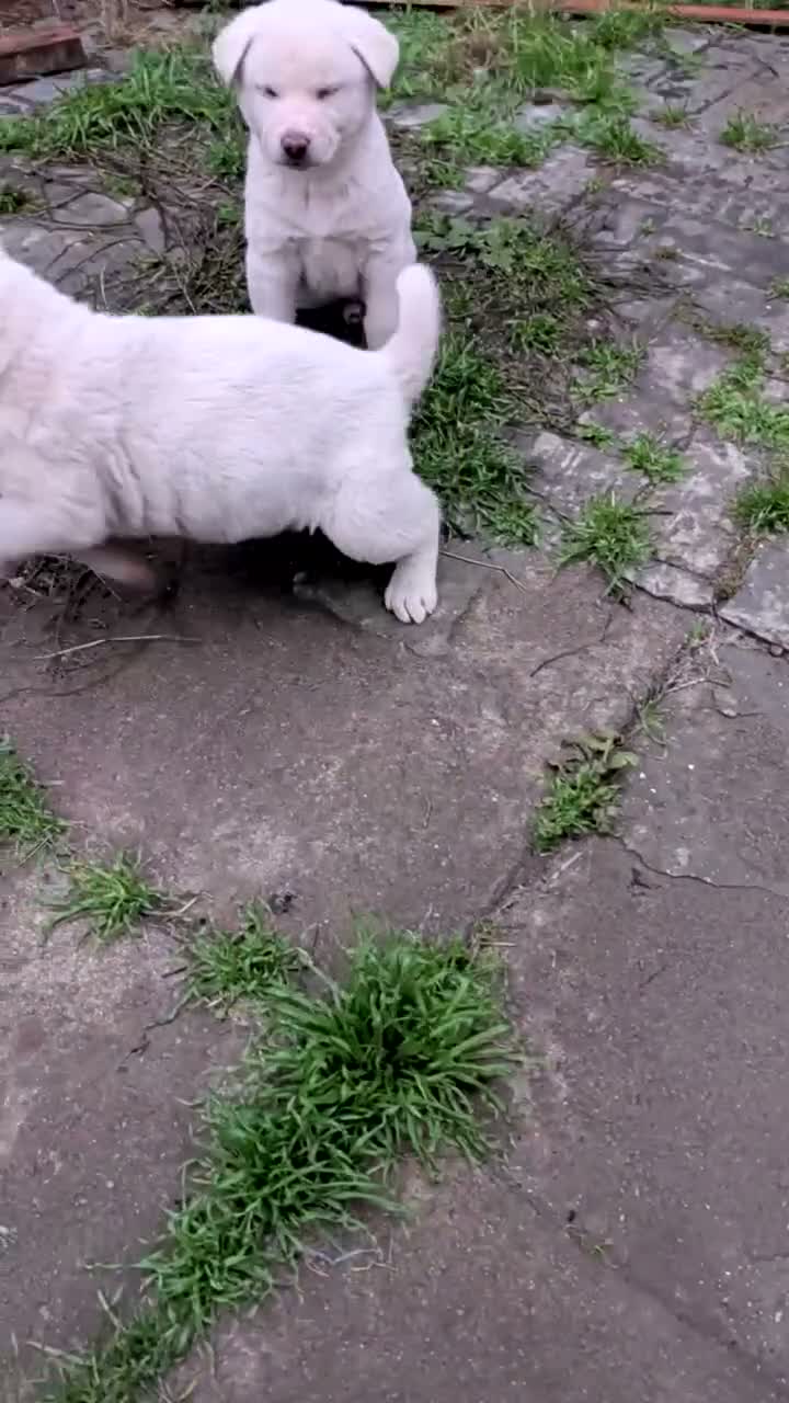 Akita dogs for sale: Stunning Pure White Akita Puppies  in Luton - Video 1