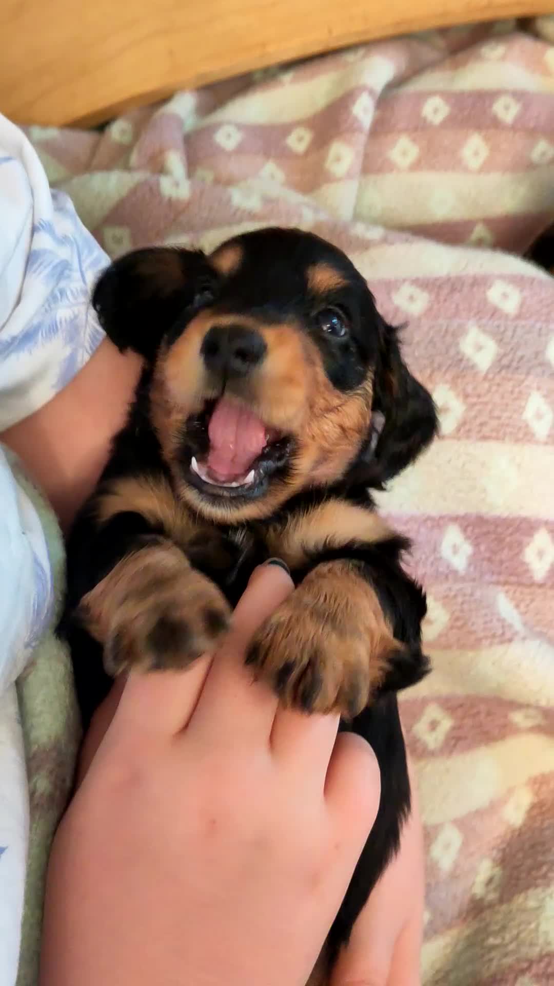 Miniature Dachshund dogs for sale: KC PRA Clear Mini Longhair Daxies – Dapple - Video 2