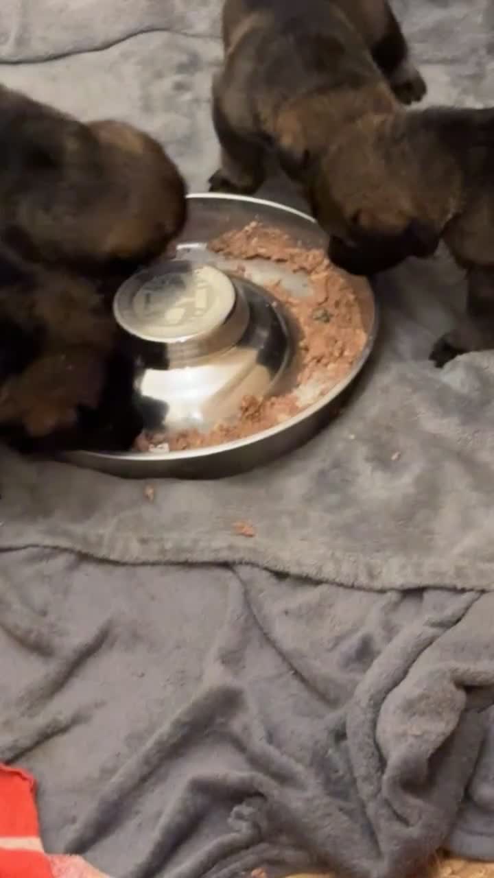 German Shepherd dogs for sale: 7 stunning kc reg working German shepherd pups - Video 1