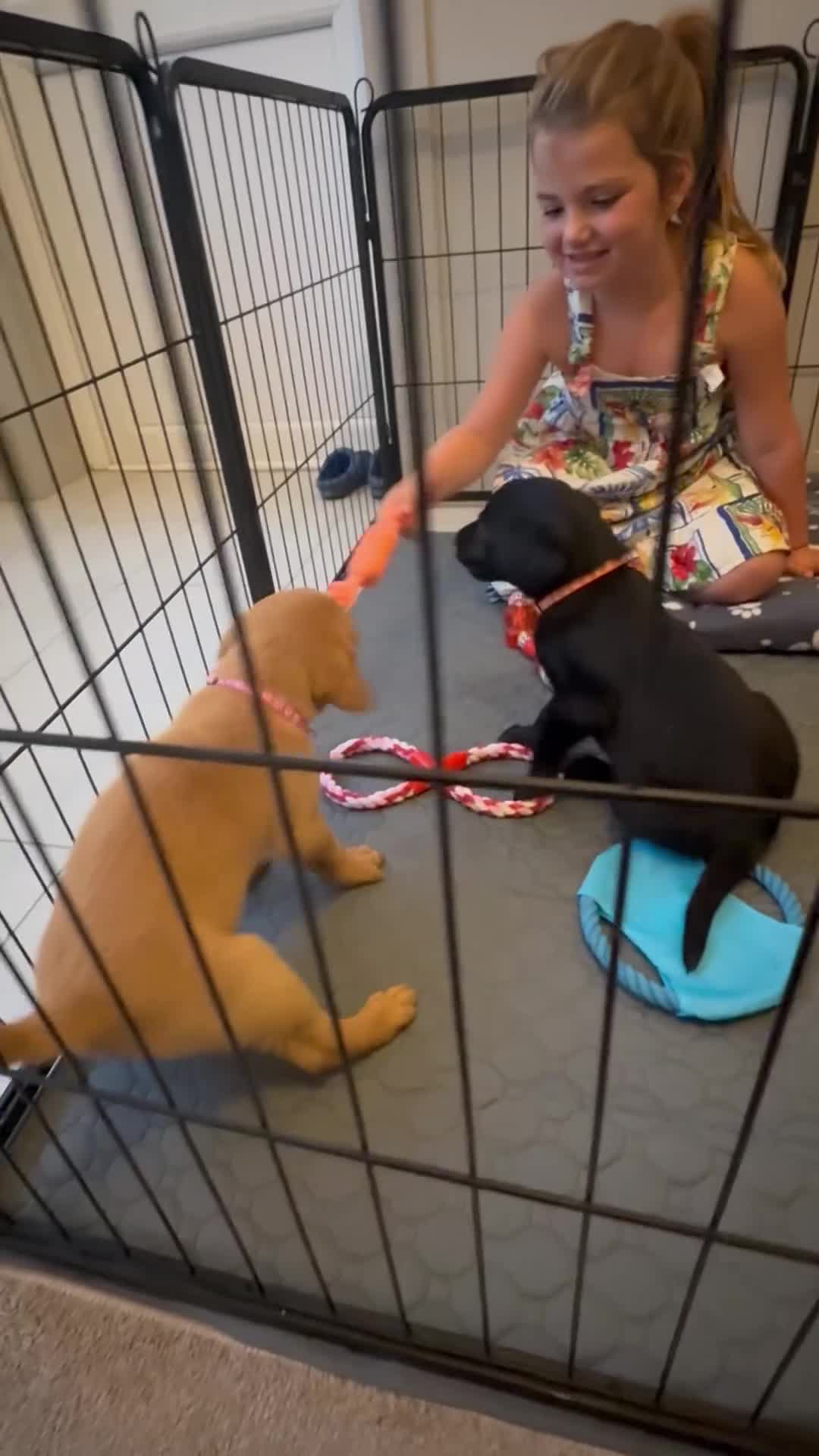 Labrador Retriever dogs for sale: Black/fox Labrador kc with 5 wks free insurance  - Video 3