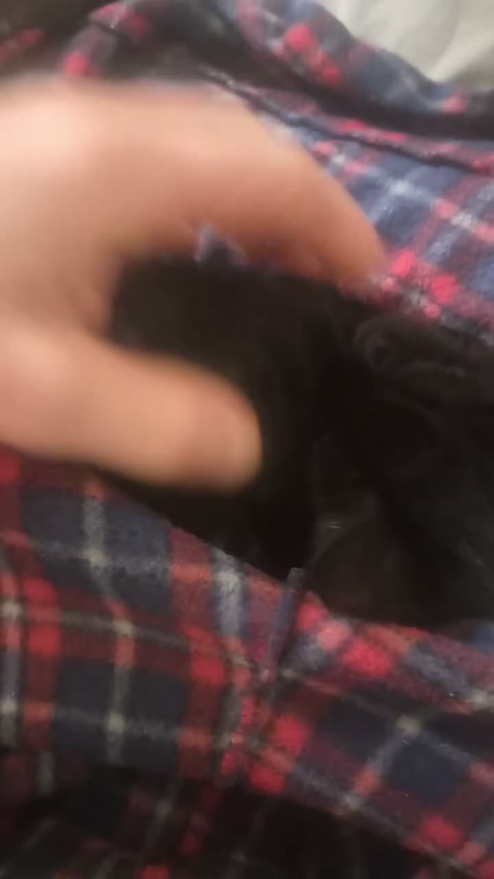 Mixed Breed cats for sale: Four beautiful, fluffy black tabby kittens  in Orpington - Video 3