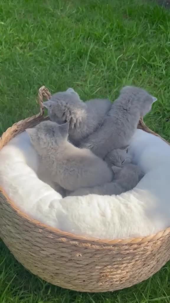 British Shorthair cats for sale: 🌈 🏆 supreme champion 💙BSH 🏆 🧸 - Video 1