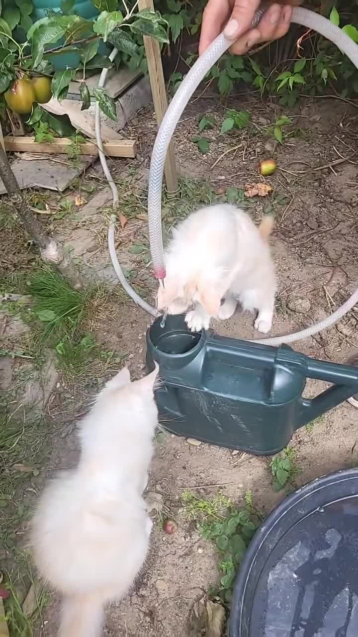 Maine Coon cats for sale: Xl russian Maine coon kittens  - Video 2