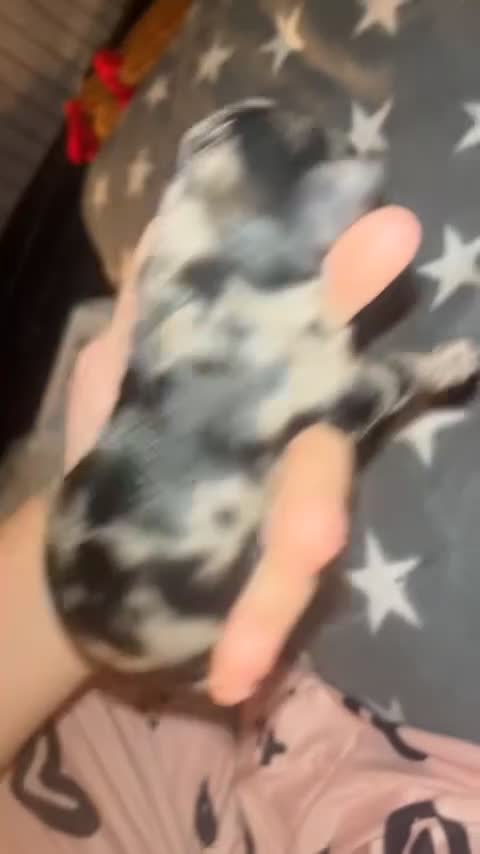 Cockapoo dogs for sale: Cockapoo puppies  - Video 1