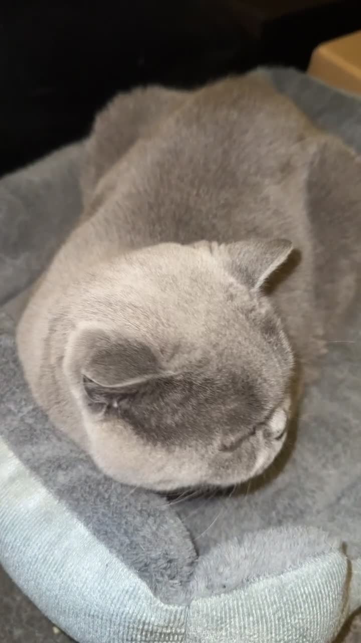 British Shorthair cats for sale: British shorthair female (Elora) in London - Video 1