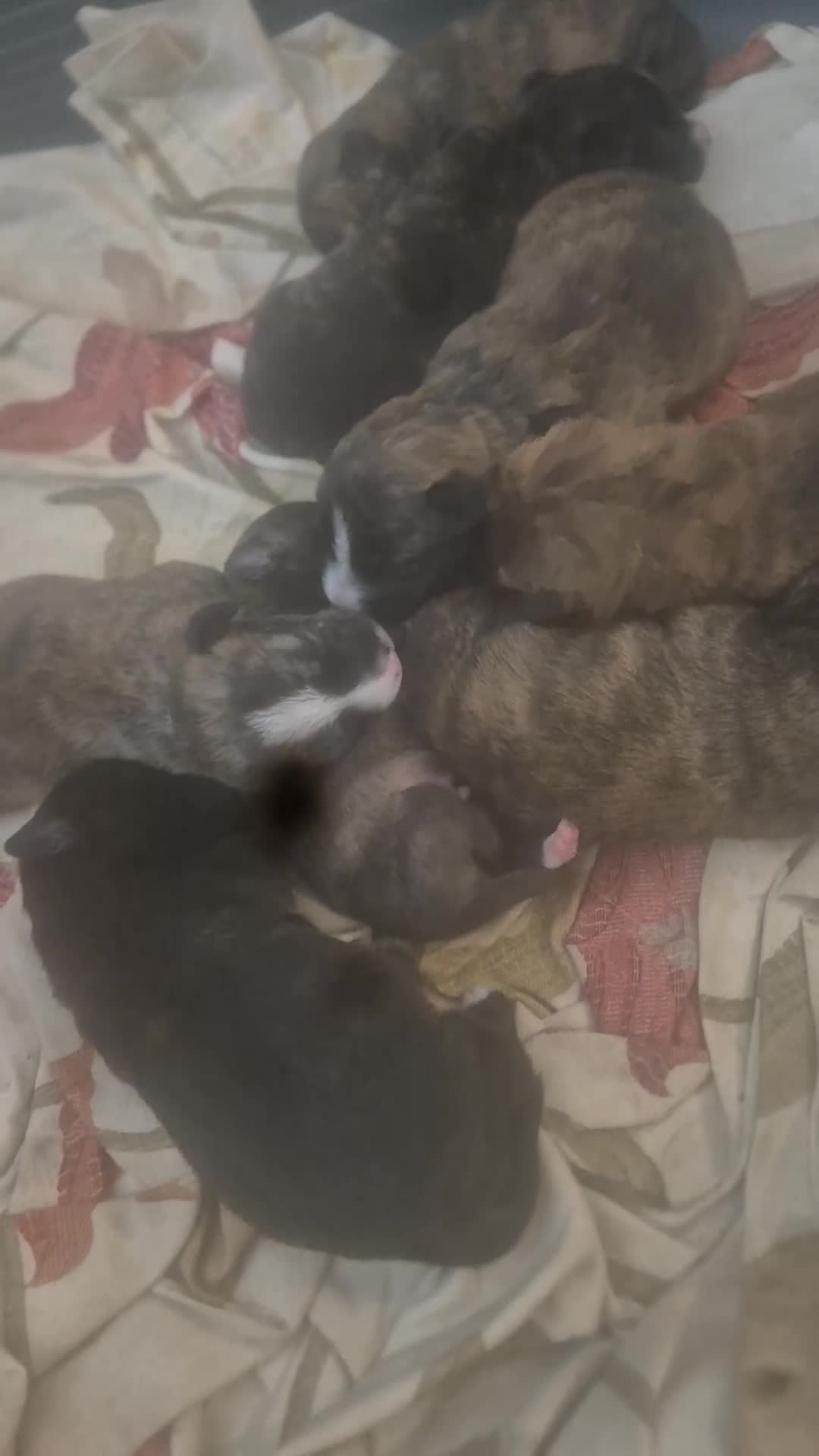 Mixed Breed dogs for sale: Stunning Westiejack Puppies  - Video 2
