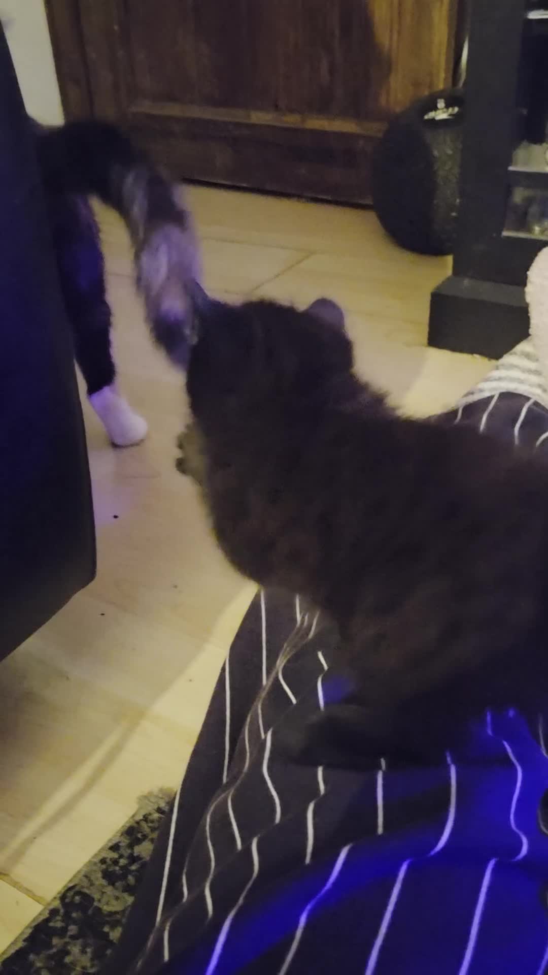 Mixed Breed cats for sale: Please read full ad - Video 1