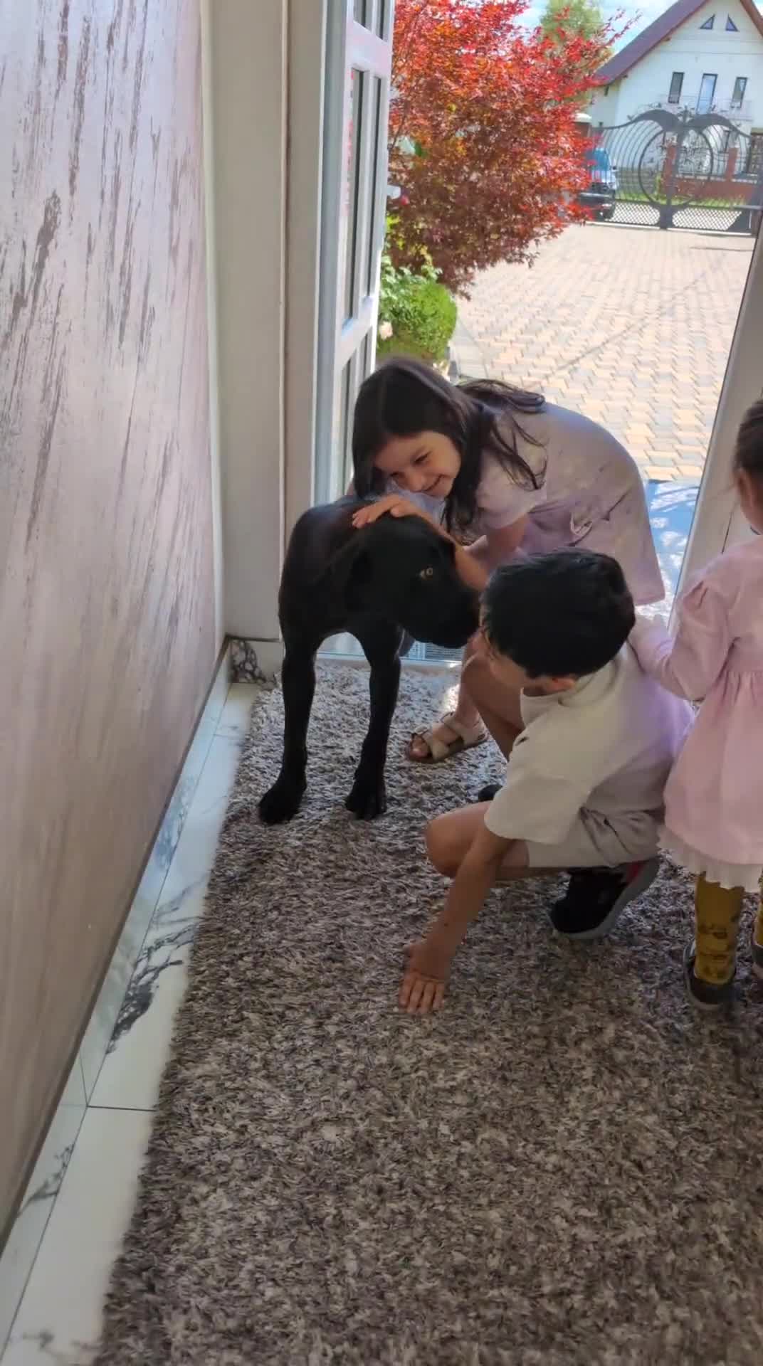 Boxer dogs for sale: 1 YEAR OLD CALM FEMALE BOXER  - Video 4