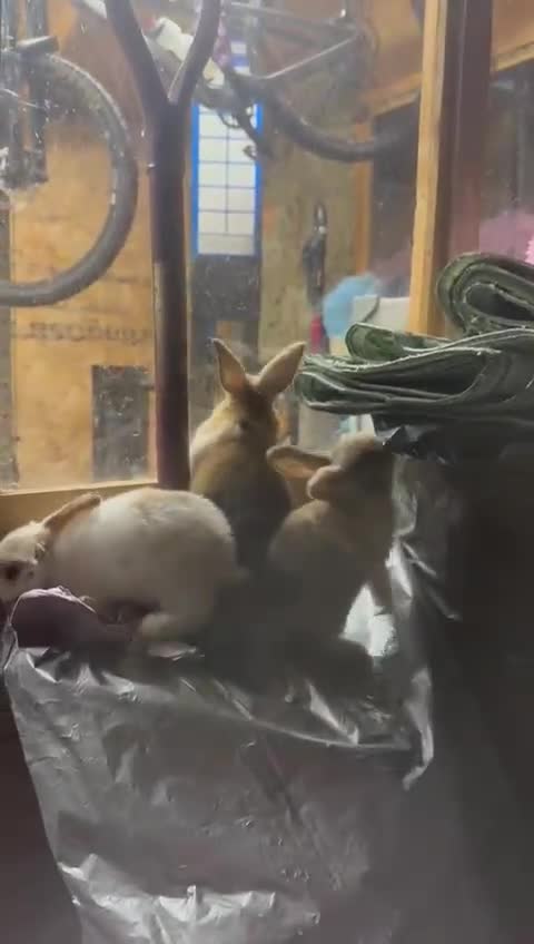 Mini Lop rabbits for sale: Mini Lops & H/LopxLion nearly7w Read description) - Video 4