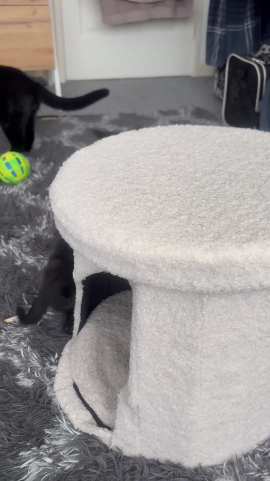 Mixed Breed cats for sale: Black kitten(boy) - Video 1