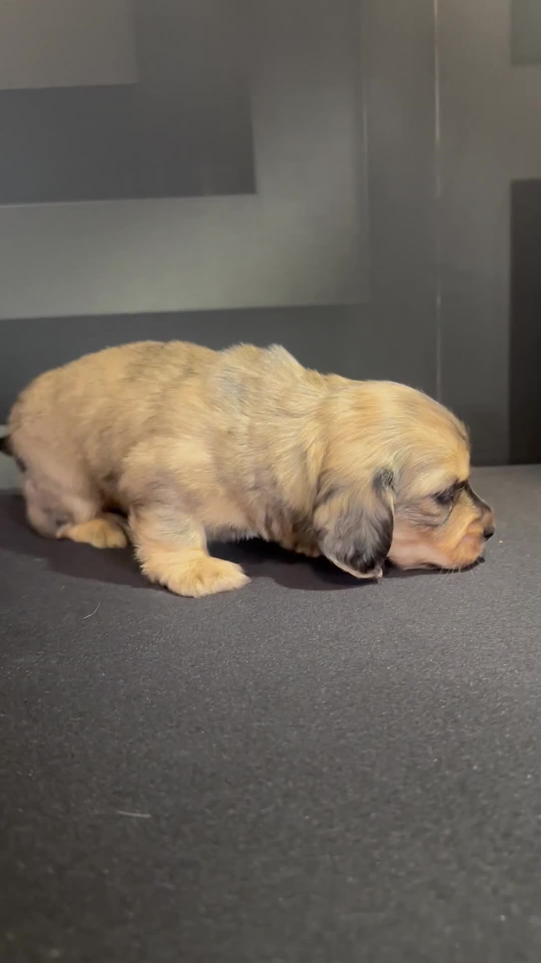 Dachshund dogs for sale:  KC Registered mini long hair Dachshund Puppies  - Video 2