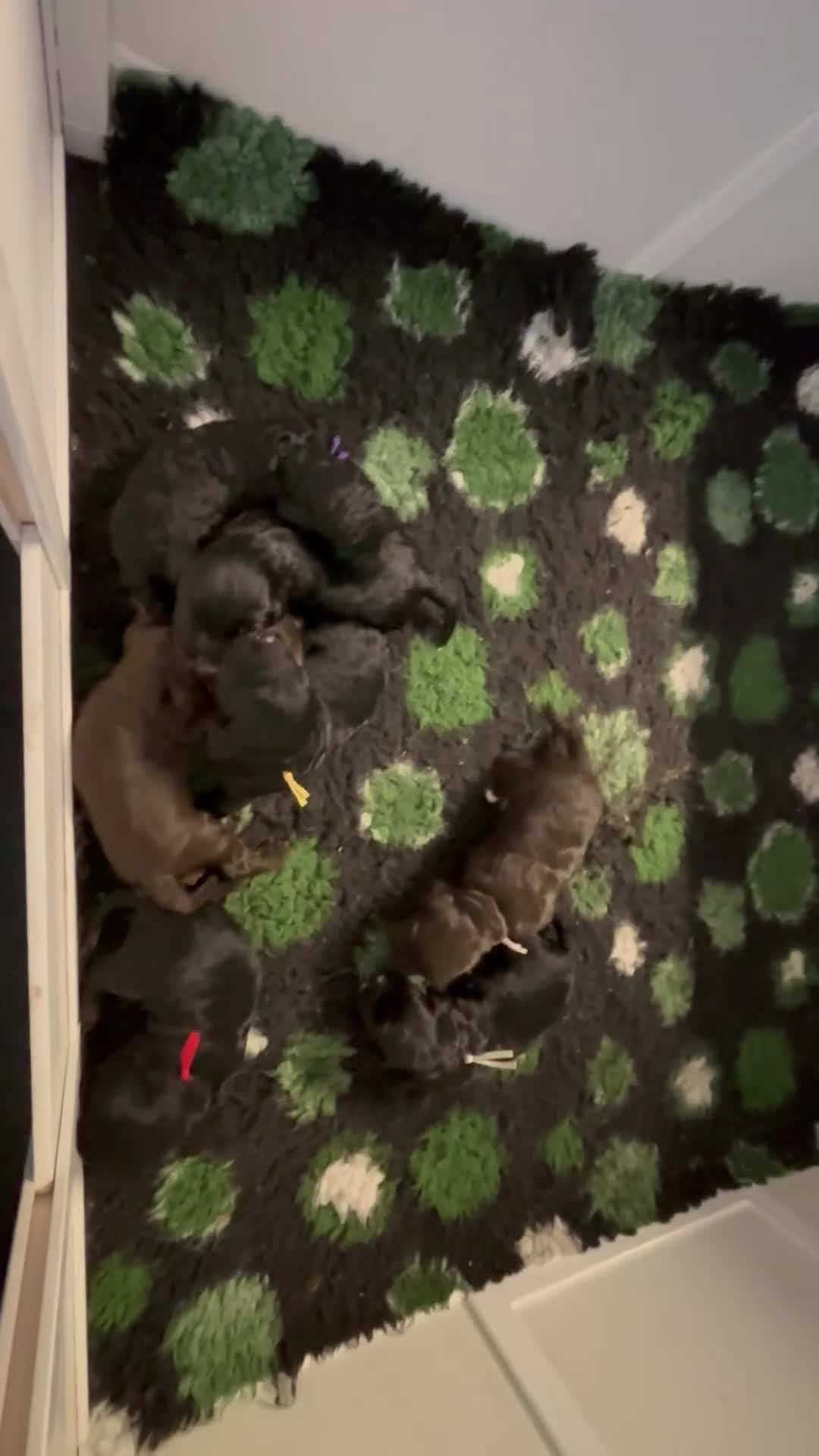 Cockapoo dogs for sale: F2 cockapoo’s (last girl) - Video 2