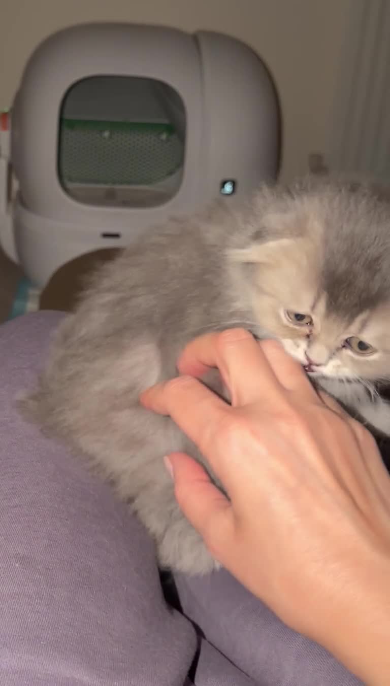 Munchkin cats for sale: 🍇🫐Munchkin Kittens - Video 2