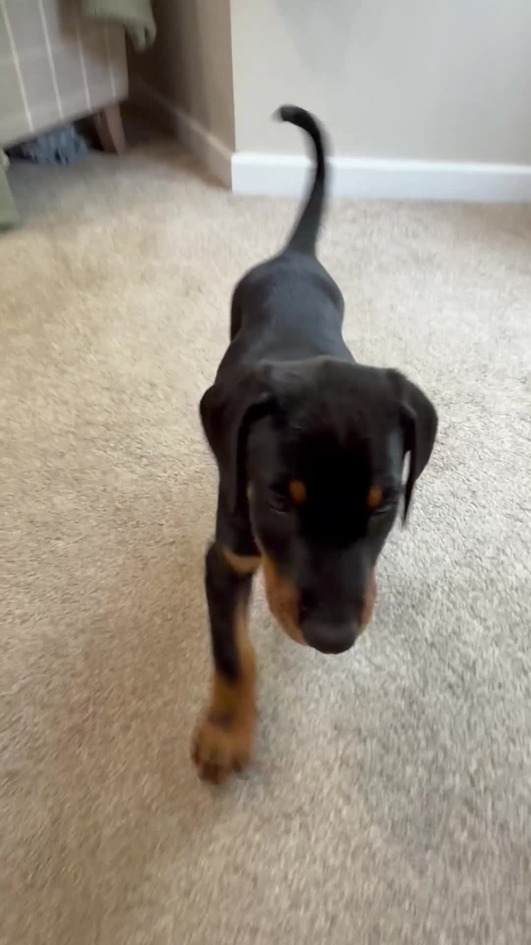 Dobermann dogs for sale: Doberman pups with KC parents  - Video 2