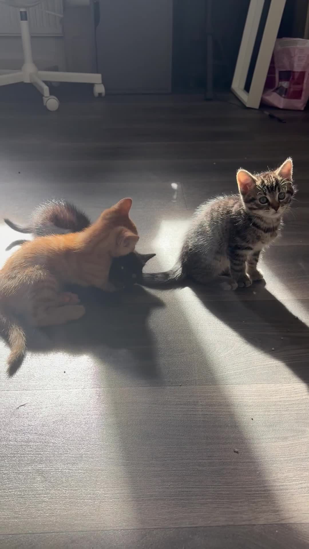 Mixed Breed cats for sale: Adorable kittens 🐈‍⬛ for sale. - Video 1